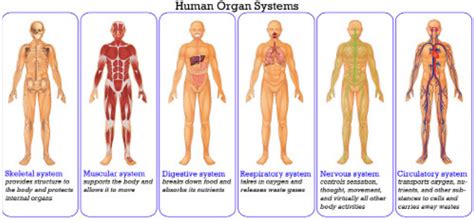 Human Body: Organization Study Guide | CK-12 Foundation