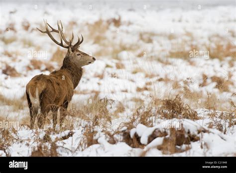 English Red Deer Stag In Hi Res Stock Photography And Images Alamy