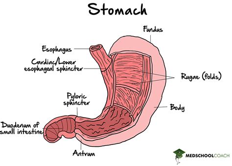 Pyloric Sphincter Function