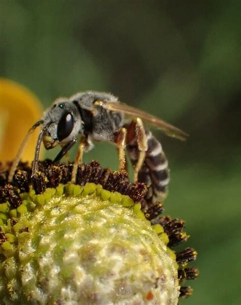 Ligated Furrow Bee From South Mountain Village Phoenix AZ USA On