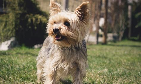 DIY Yorkie grooming tips