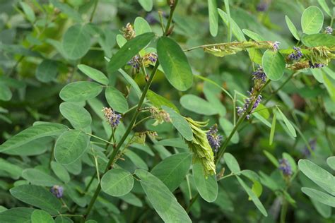 Desmodium Heterocarpon L Dc Synonym Of Grona Heterocar Flickr