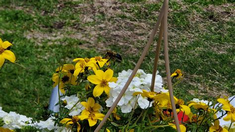 North Texas. Looks like a honeybee, but is five times as big. : r