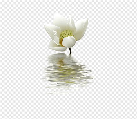 Nelumbo Nucifera Blanco Pigmeo Verde Agua Lirio Fondo Viento Chino