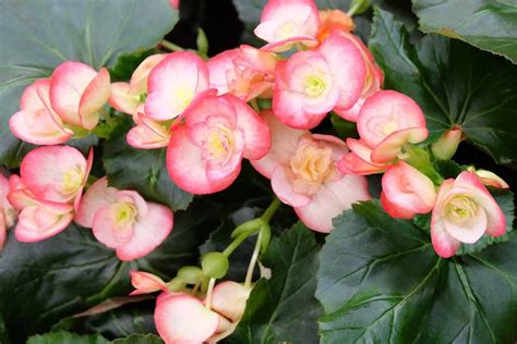 How To Grow And Care For Tuberous Begonias Gardeners Path