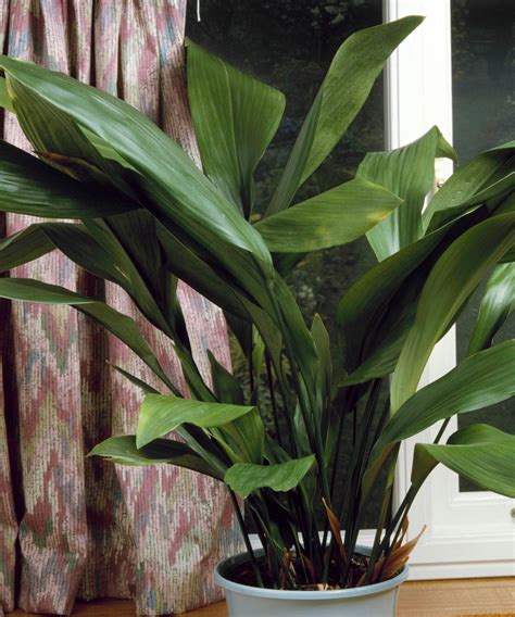 How To Care For An Aspidistra Expert Houseplant Tips Homes Gardens