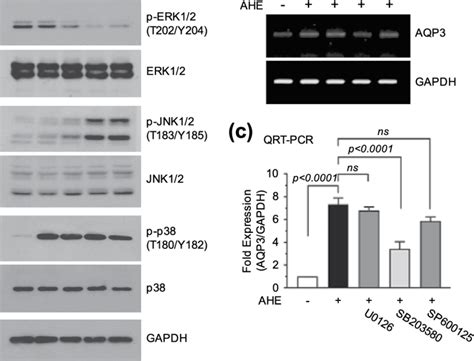 Role Of Mapk Signaling In Ahe Induced Aqp Expression A Hacat Cells