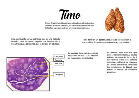 Timo Rgano Linf Tico Como Estudiar Timo Para El Parcial La