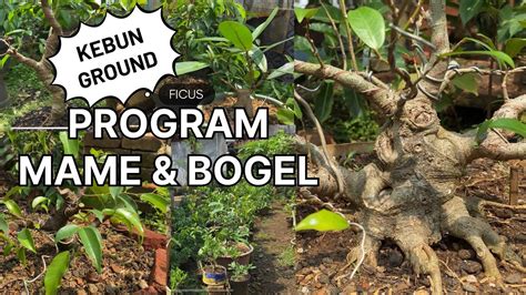 INSPIRASI KEBUN GROUND BONSAI FICUS BOGEL MAME 5 X 15 M ISI RATUSAN