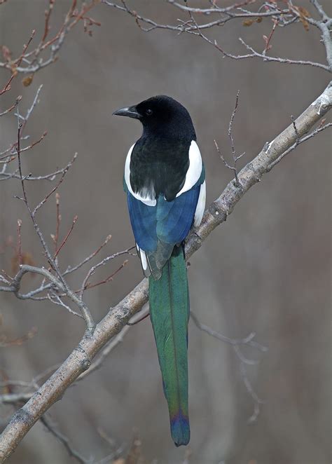 Black Billed Magpie These Birds Are Pretty Amazing To Watc Flickr