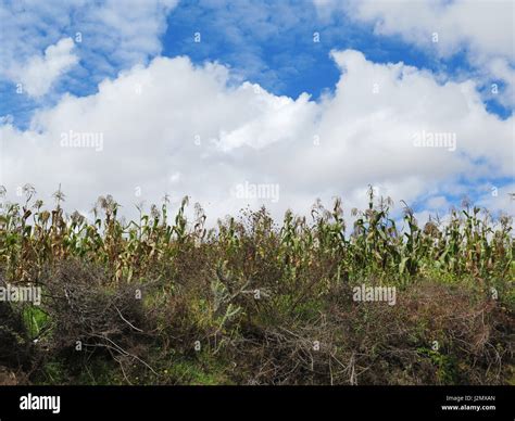 Beautiful Green Maize Field Stock Photo Alamy