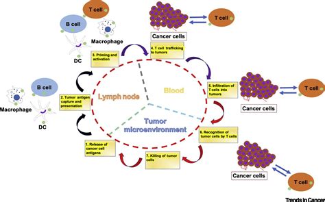 Immune Cell Derived Exosomes In The Cancer Immunity Cycle Trends In Cancer