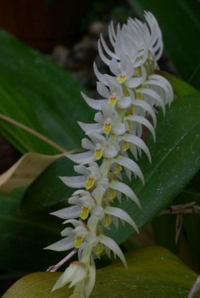 Dendrochilum Glumaceum