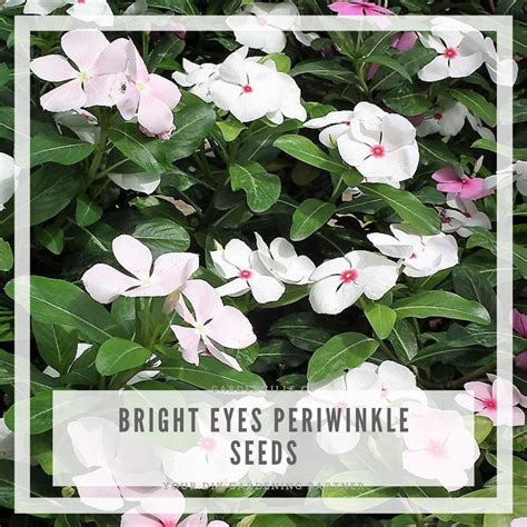 100 PCS Bright Eyes Periwinkle Seeds Vinca Rosea Dwarf White | Etsy