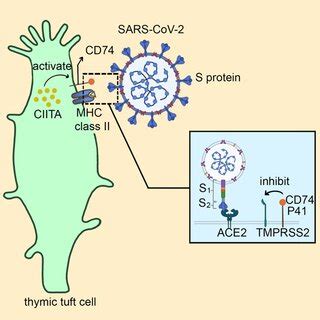 A The Difference Between Thymic Tuft Cells And Other Tuft Cells B