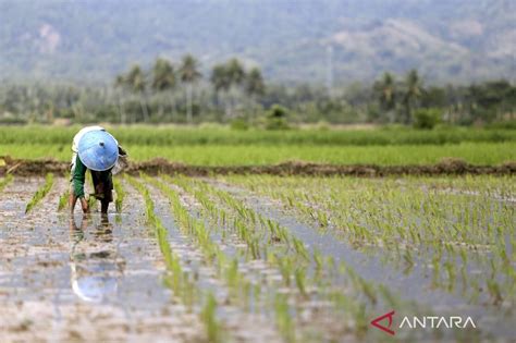 BPS Sebut NTP Januari 2023 Naik 0 77 Persen ANTARA News