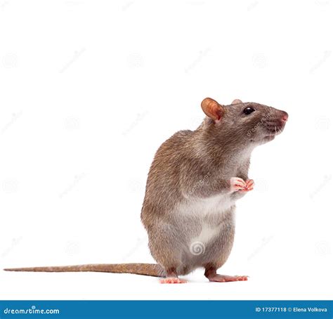 Cute Domestic Brown Rat Royalty Free Stock Photos - Image: 17377118