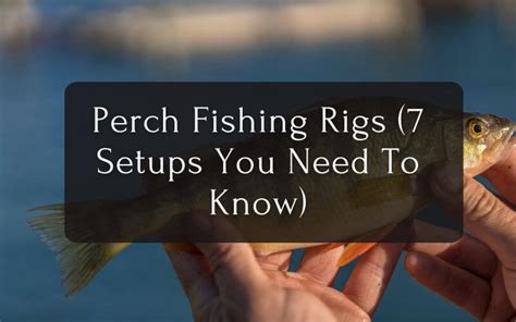 Perch Fishing Rigs 7 Setups You Need To Know - 2024