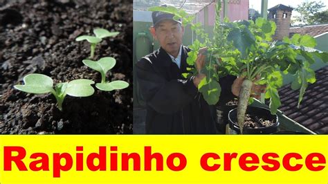 Plante Verduras Que Crescem R Pido Na Sua Horta Org Nica Youtube