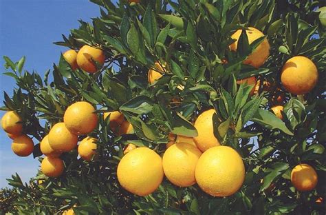 Florida Citrus Forecast Shrinks Again Amid Disease Threat Food Dive