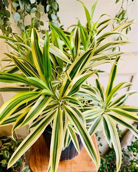 Proven Dracaena Plant Benefits and Growing Tips