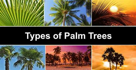 Types Of Palm Trees With Identification Guide Pictures Name Palm