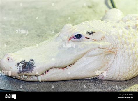 Leucistic White American Alligator Alligator Mississippiensis At