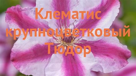 Клематис крупноцветковый Тюдор (clematis tudor) 🌿 Тюдор обзор: как ...