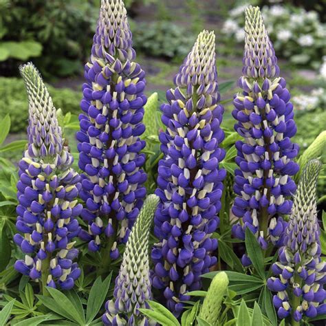 Lupine Seed Lupinus Polyphyllus The Governor Flower Seeds