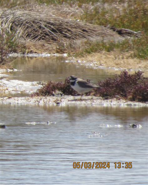 Ebird Checklist Mar West Coast Np Geelbek Hides Vicinity