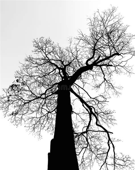 Naked Tree Stock Image Image Of White Naked Blackandwhite 107594609