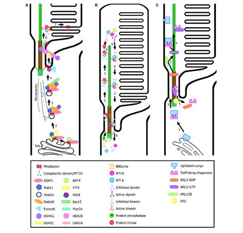 Transport Of Ciliary Proteins In Photoreceptor Cells A Rhodopsin Download Scientific