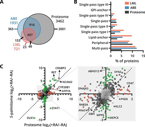 S Palmitoylation During Retinoic Acid Induced Neuronal Differentiation