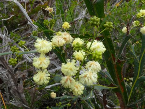 Acacia Alata Geographe Plants