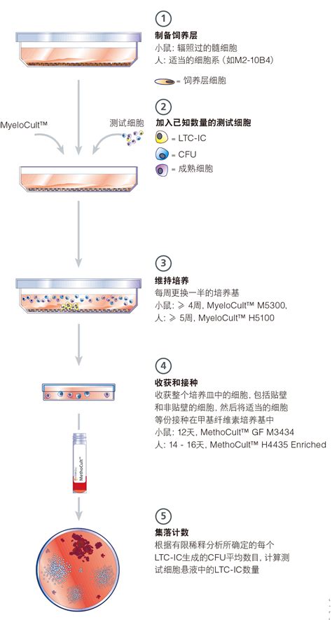 小鼠造血干细胞长周期培养 金准生物专注于干细胞和免疫细胞磁珠分选与培养，是干细胞免疫学研究的专业化服务平台