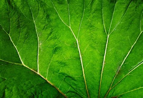 Veias Do Fundo Da Grande Folha Verde Foto Premium