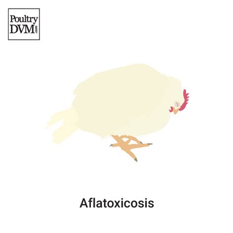 Aflatoxicosis In Chickens Signs Treatment And Prevention