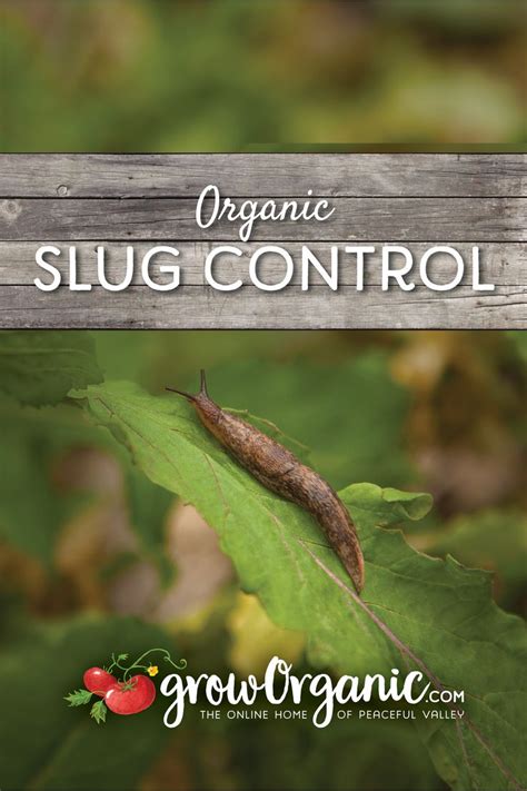 Organic Slug Control Organic Gardening Blog Slug Control Getting