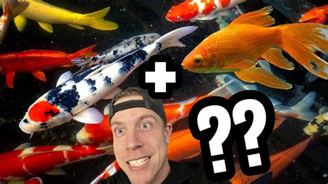 Keeping Goldfish And Koi Fish Together YouTube