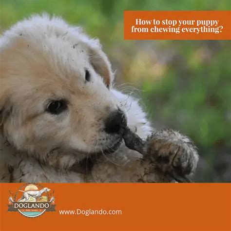 How To Stop Your Puppy From Chewing Everything Doglando