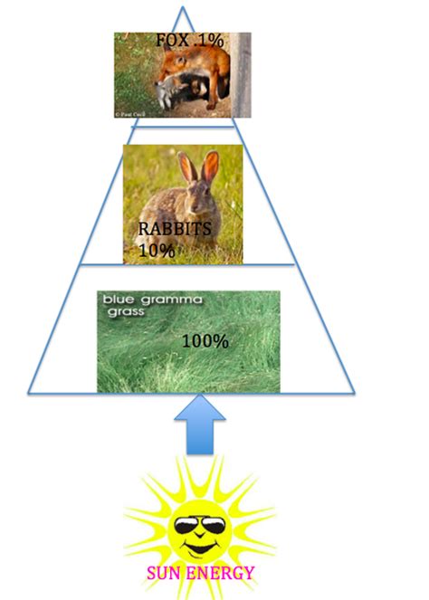 energy pyramid