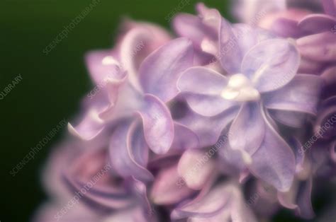 Common Lilac Syringa Vulgaris Stock Image B Science