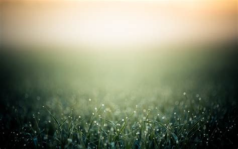 Blurred Minimalistic Grass Mac Wallpaper Download Allmacwallpaper