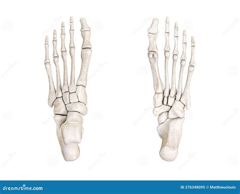 Foot Bones Inferior And Superior View Labeled With Colors 3d Rendering