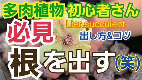 【多肉植物】【ガーデニング】多肉植物初心者🔰さん‼️必見‼️根っ子の出し方‼️2022年3月11日 Youtube