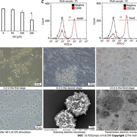 Morphological changes from induced pluripotent stem cells to induced ...