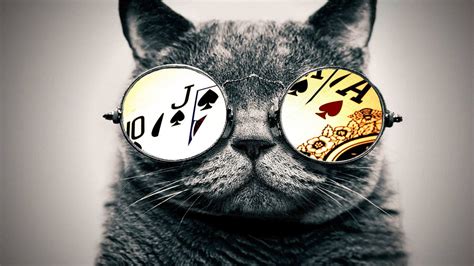 Black And Grey Cat Cat Glasses Aces Hd Wallpaper Wallpaper Flare