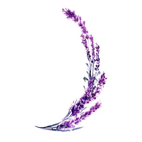 Lavender Sprigs Illustrations Royalty Free Vector Graphics And Clip Art