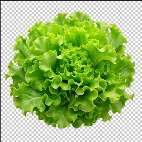 Fresh Salad Green Lettuce Leaf Isolated On Transparent Background