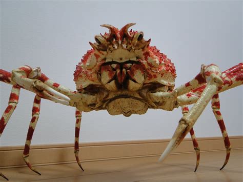 Crustacea: タカアシガニ（高足蟹） メス